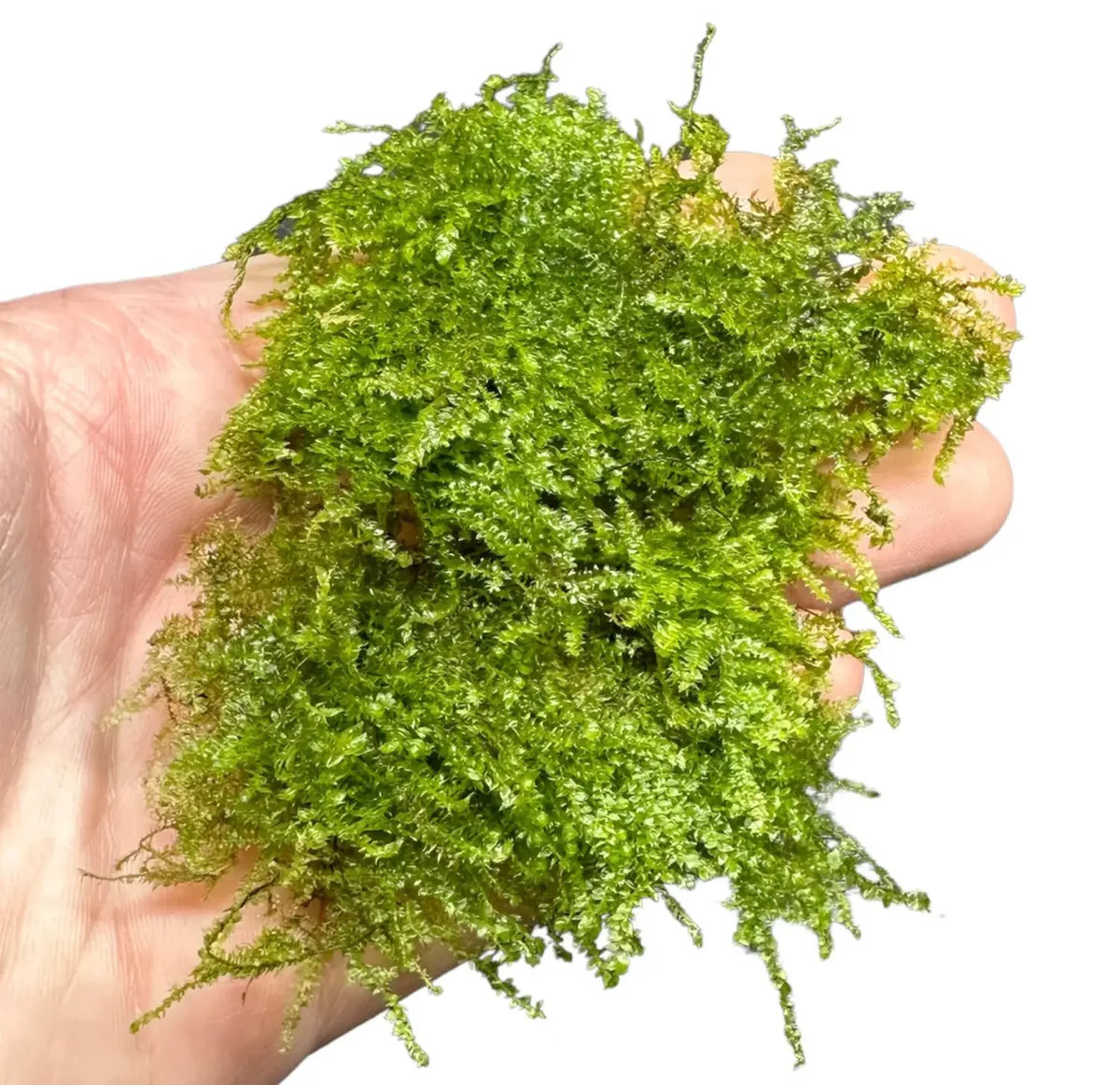 Christmas Moss (Visicularia montagnei)