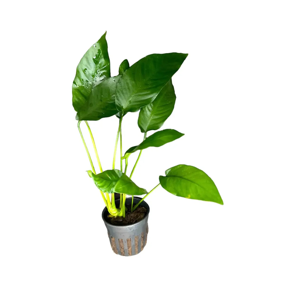 Anubias Barteri Striped