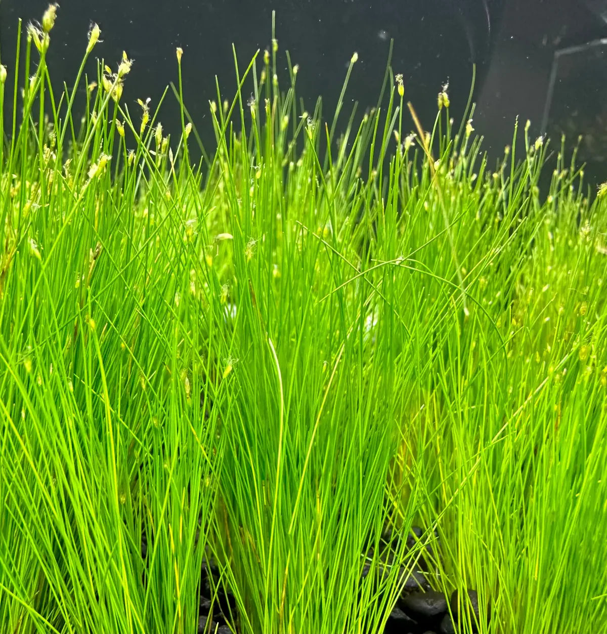 Dwarf Hairgrass (Eleocharis parvula)