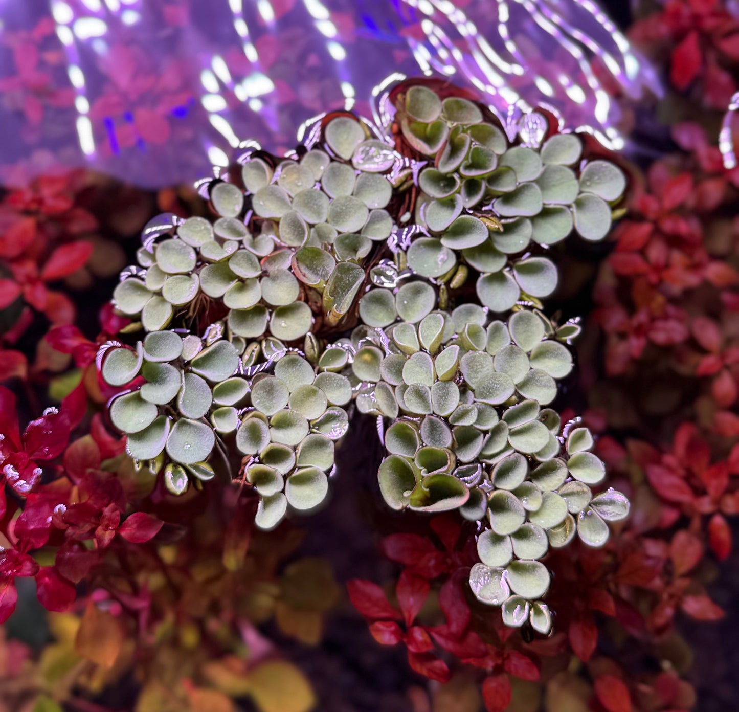 Salvinia Cucullata