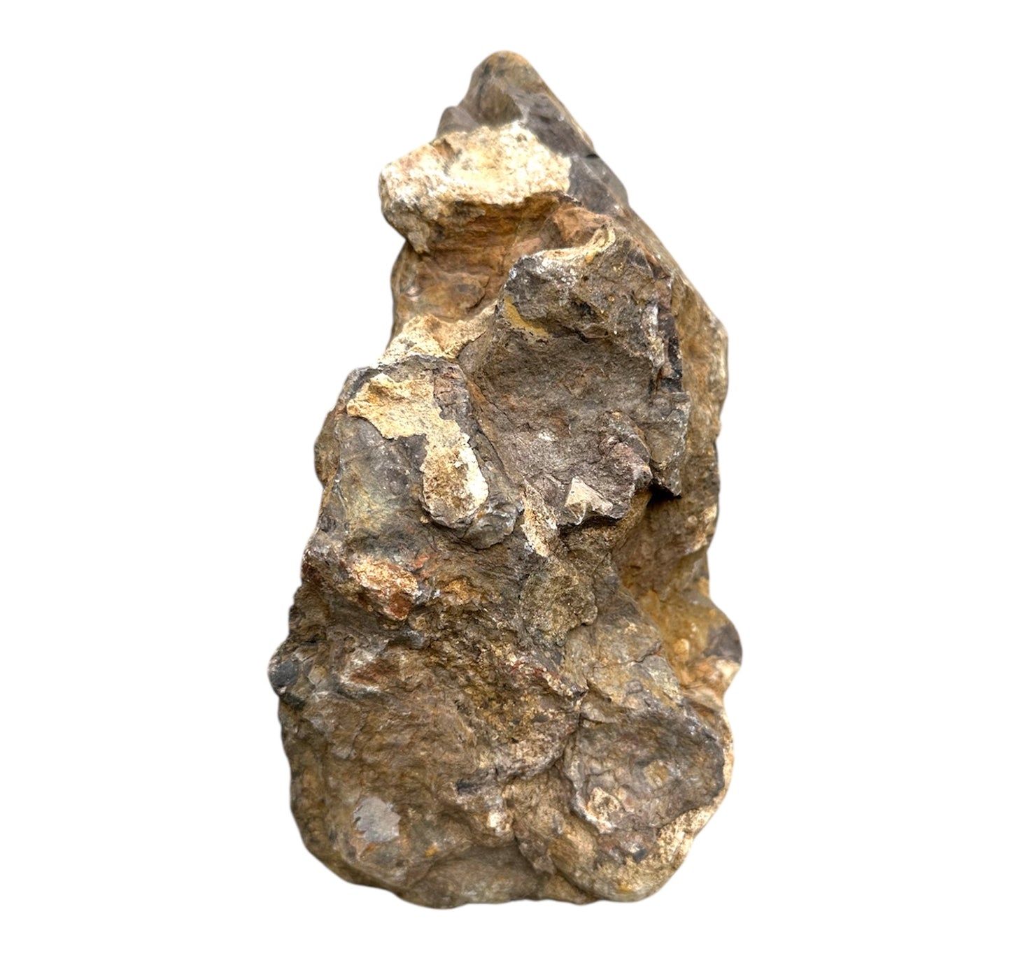 Petrified wood stone