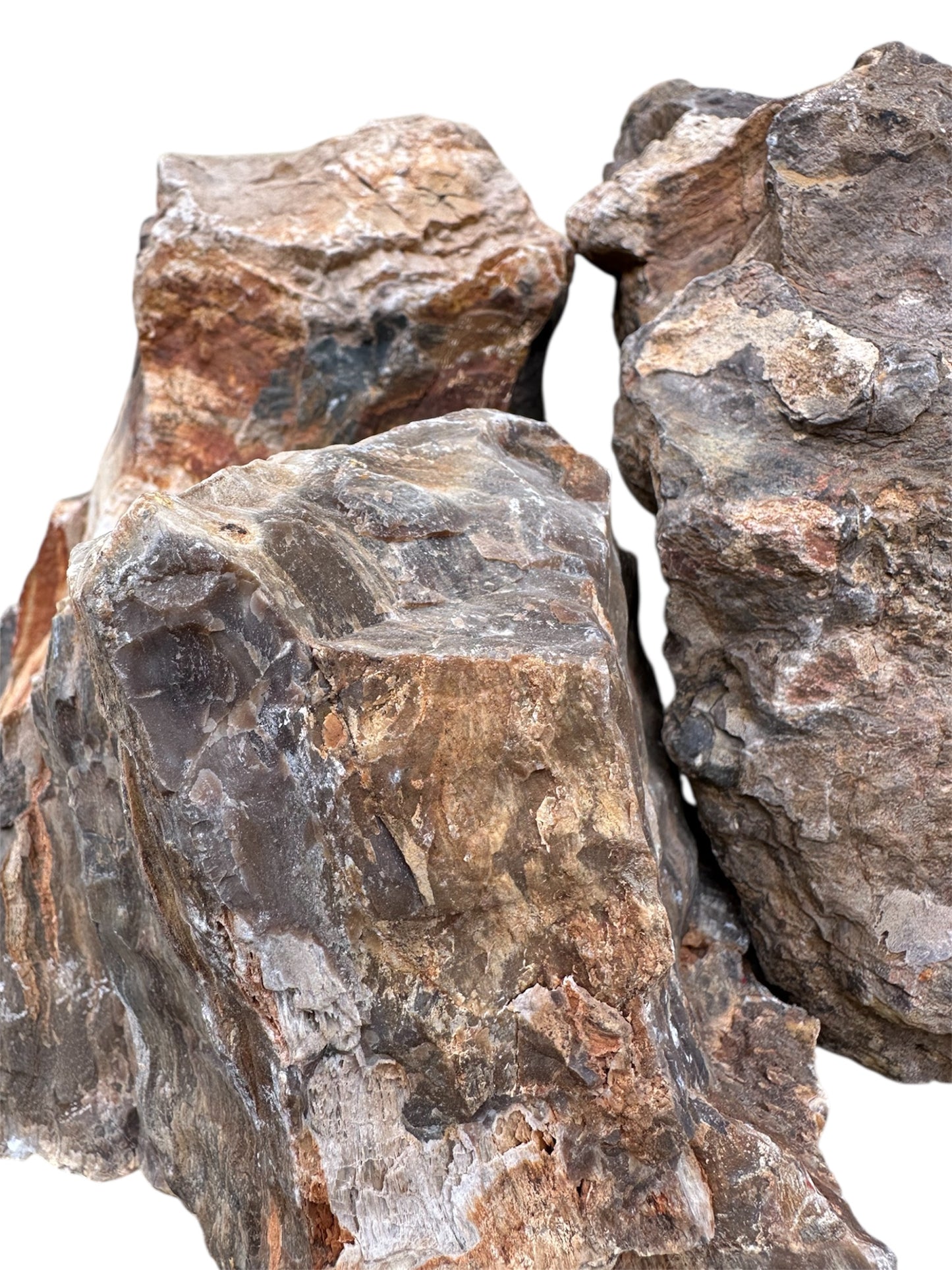 Petrified wood stone