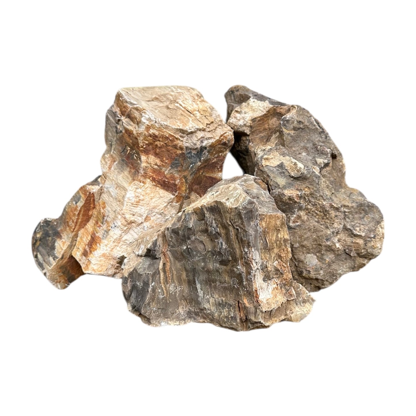 Petrified wood stone