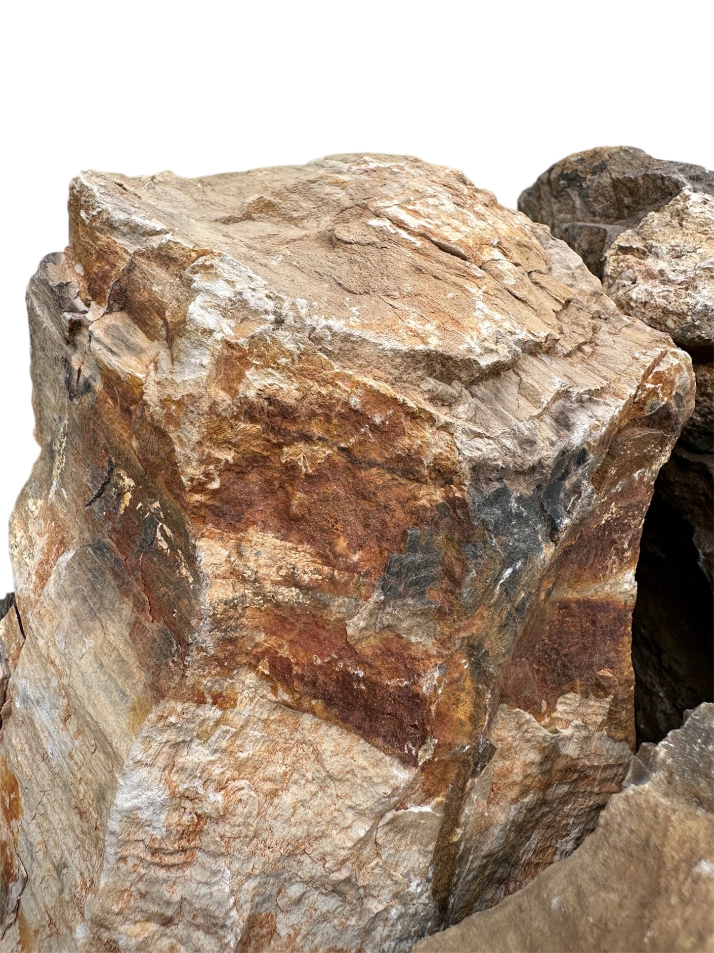 Petrified wood stone