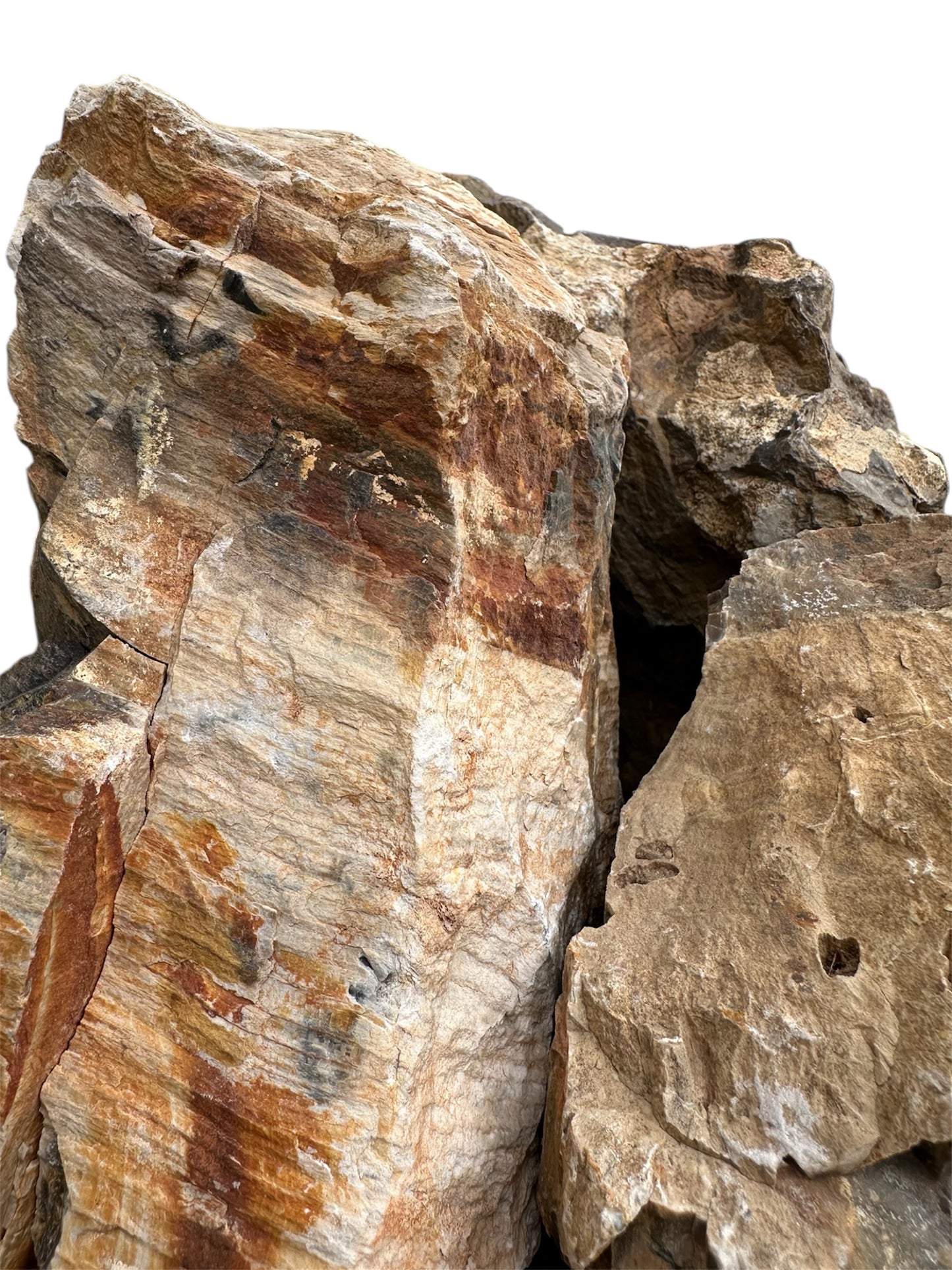 Petrified wood stone