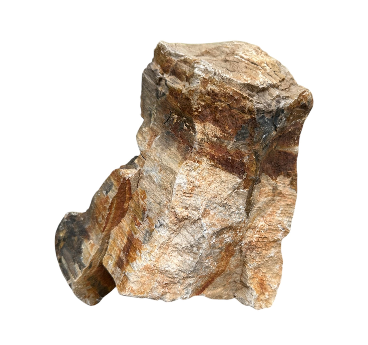 Petrified wood stone
