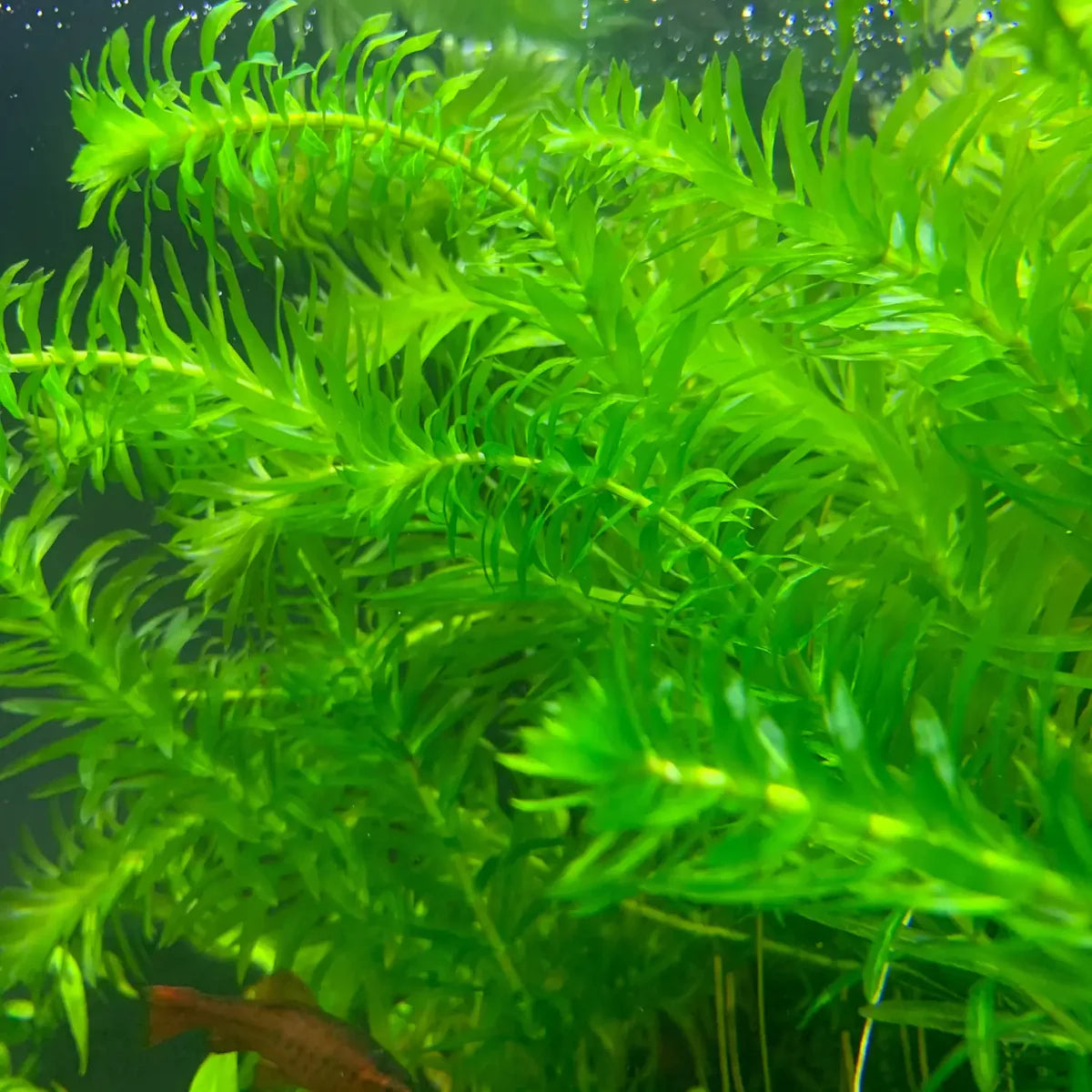 Anacharis (Egeria Densa)