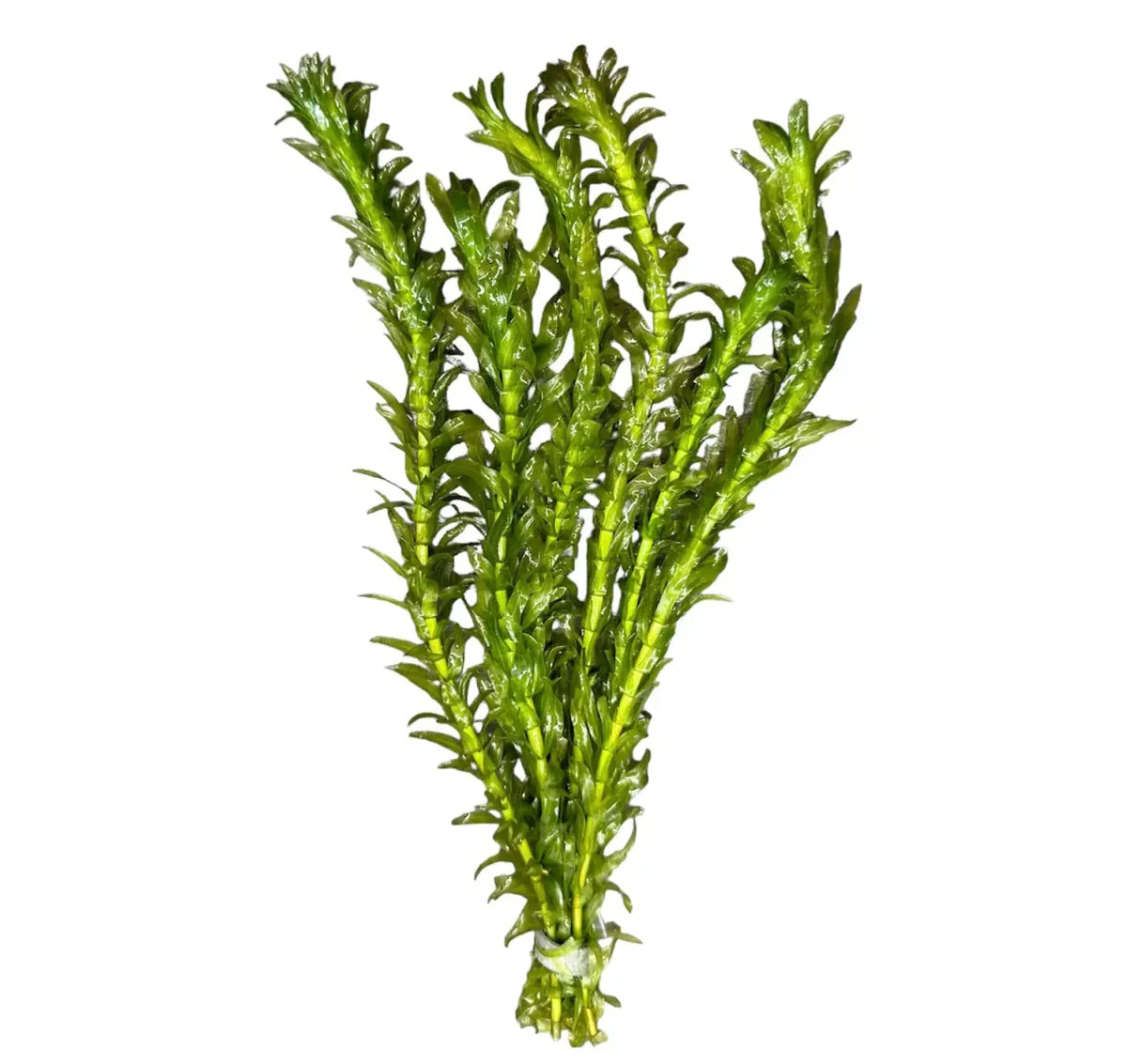 Anacharis (Egeria Densa)
