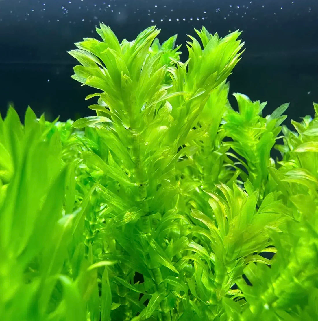 Anacharis (Egeria Densa)