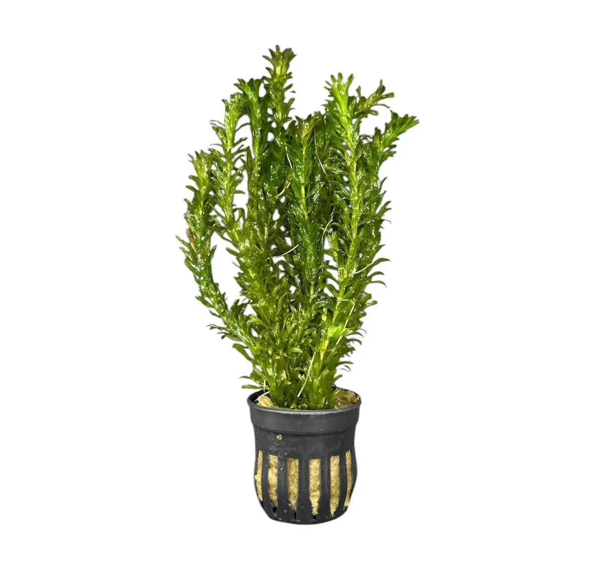 Anacharis (Egeria Densa)