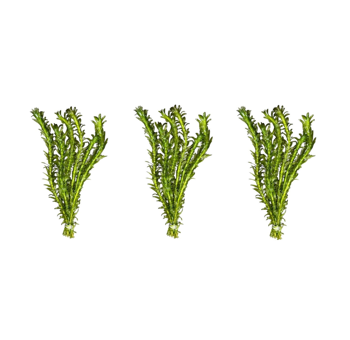 Anacharis (Egeria Densa)