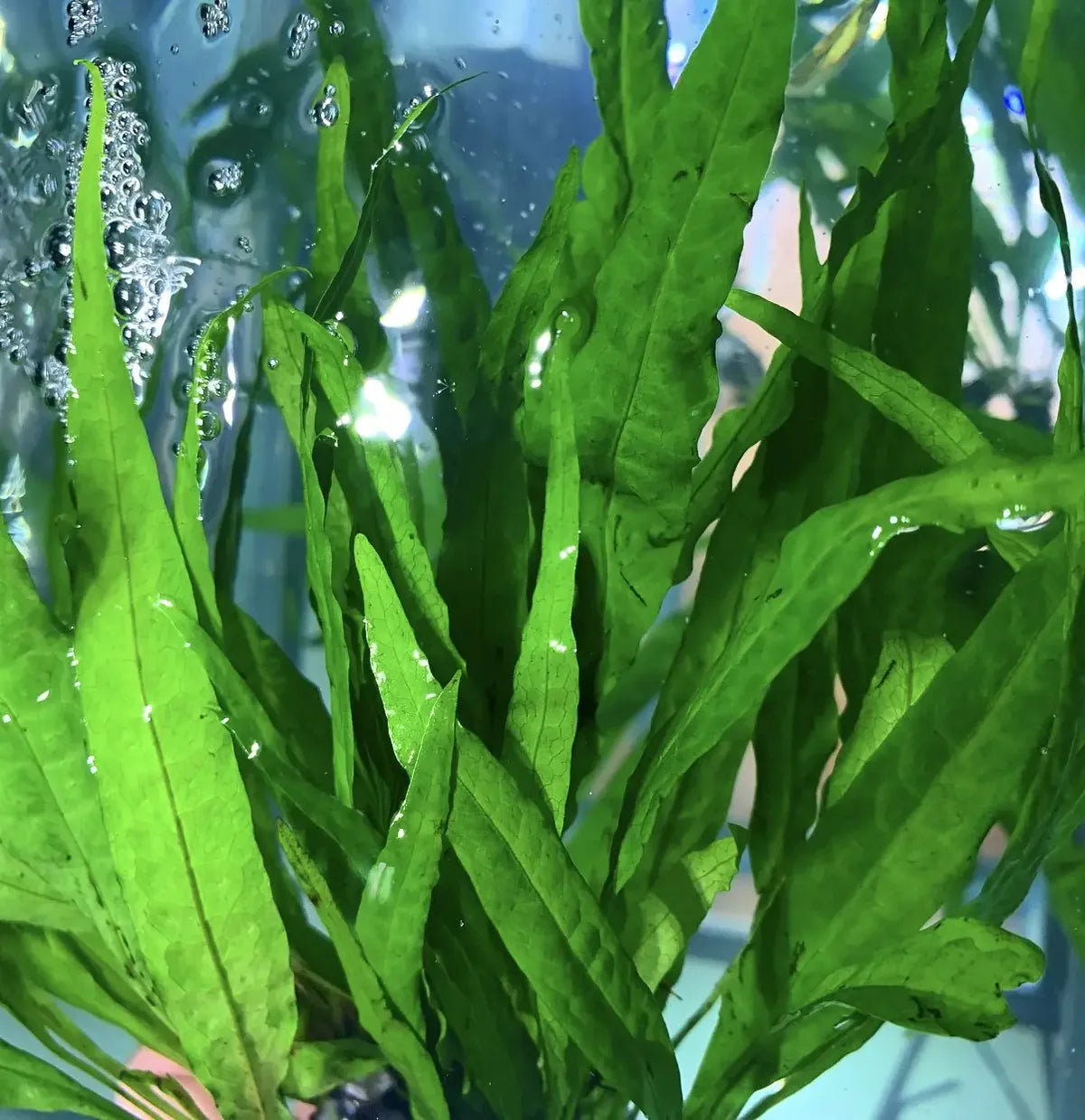 Java Fern (Microsorum pteropus)
