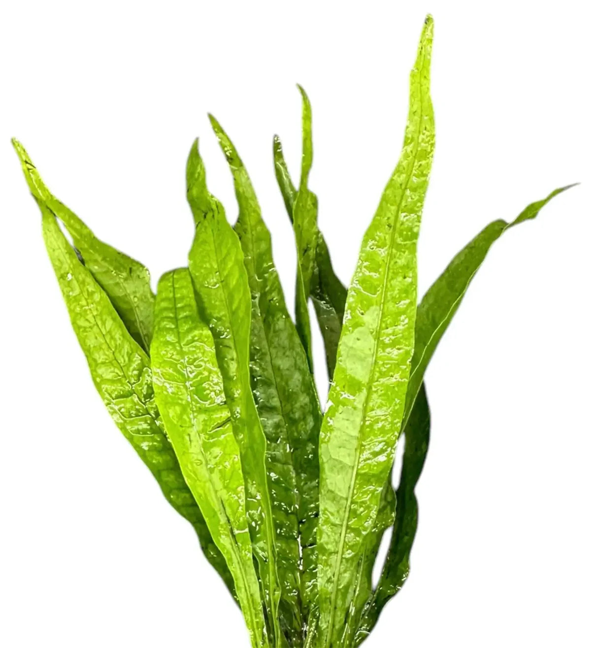 Java Fern (Microsorum pteropus)
