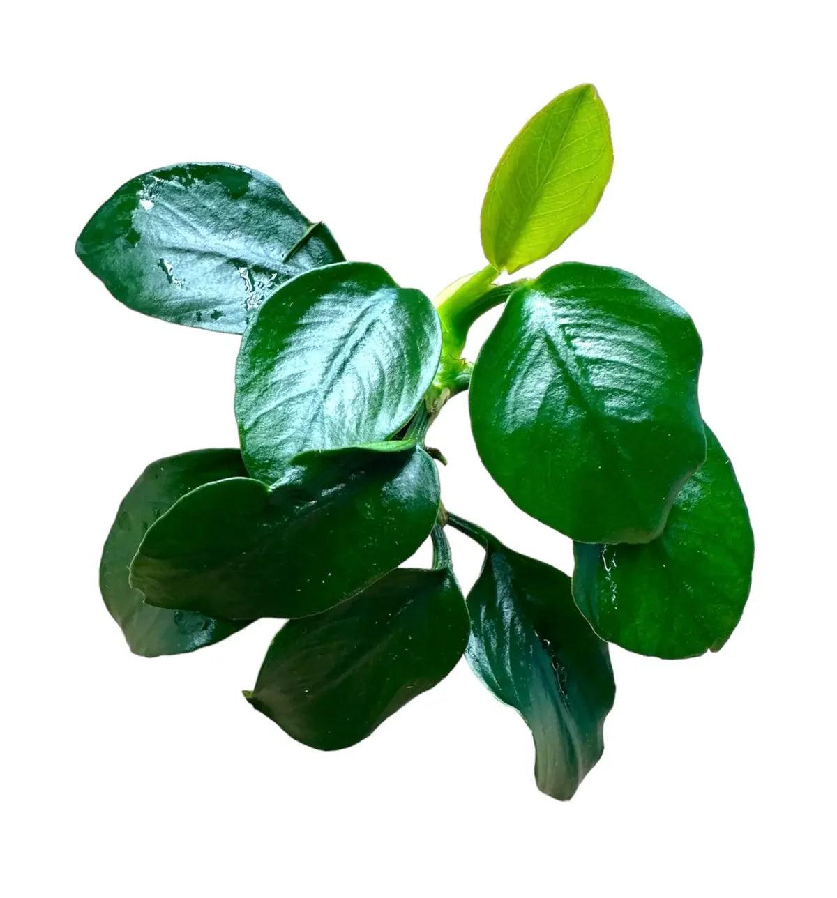 Anubias Nana (Anubias barteri var. nana)
