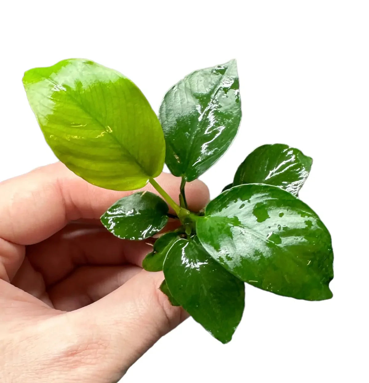 Anubias Nana (Anubias barteri var. nana)