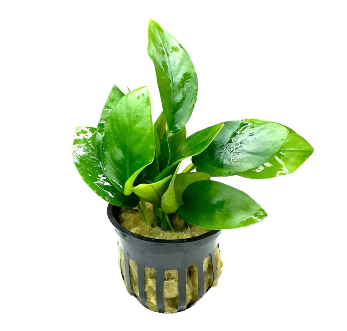 Anubias Nana (Anubias barteri var. nana)