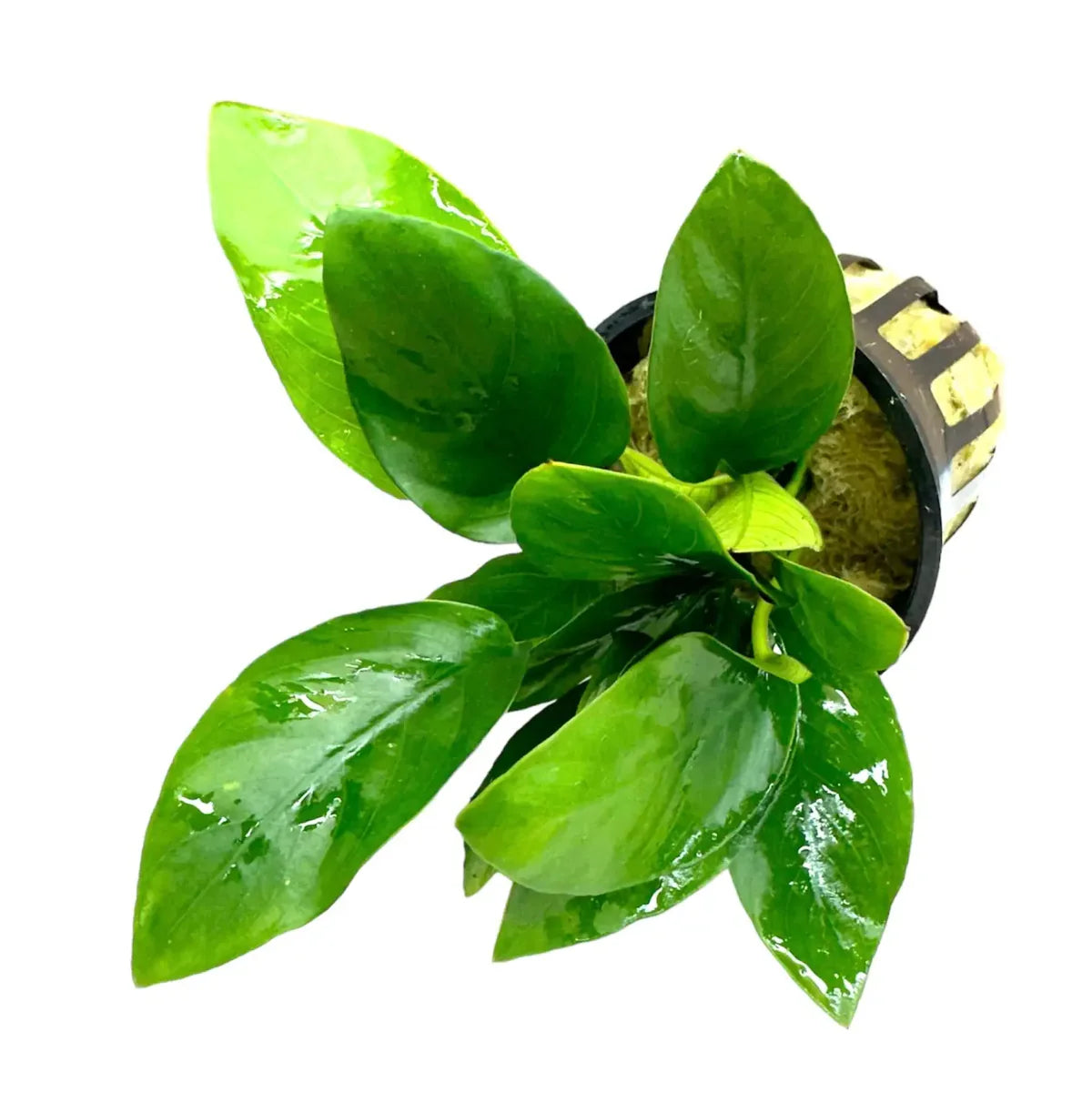 Anubias Nana (Anubias barteri var. nana)