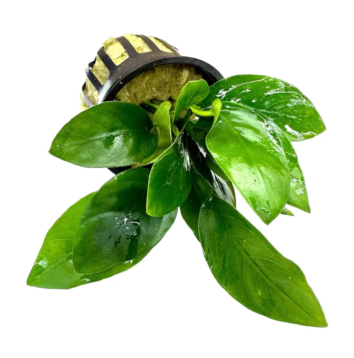 Anubias Nana (Anubias barteri var. nana)