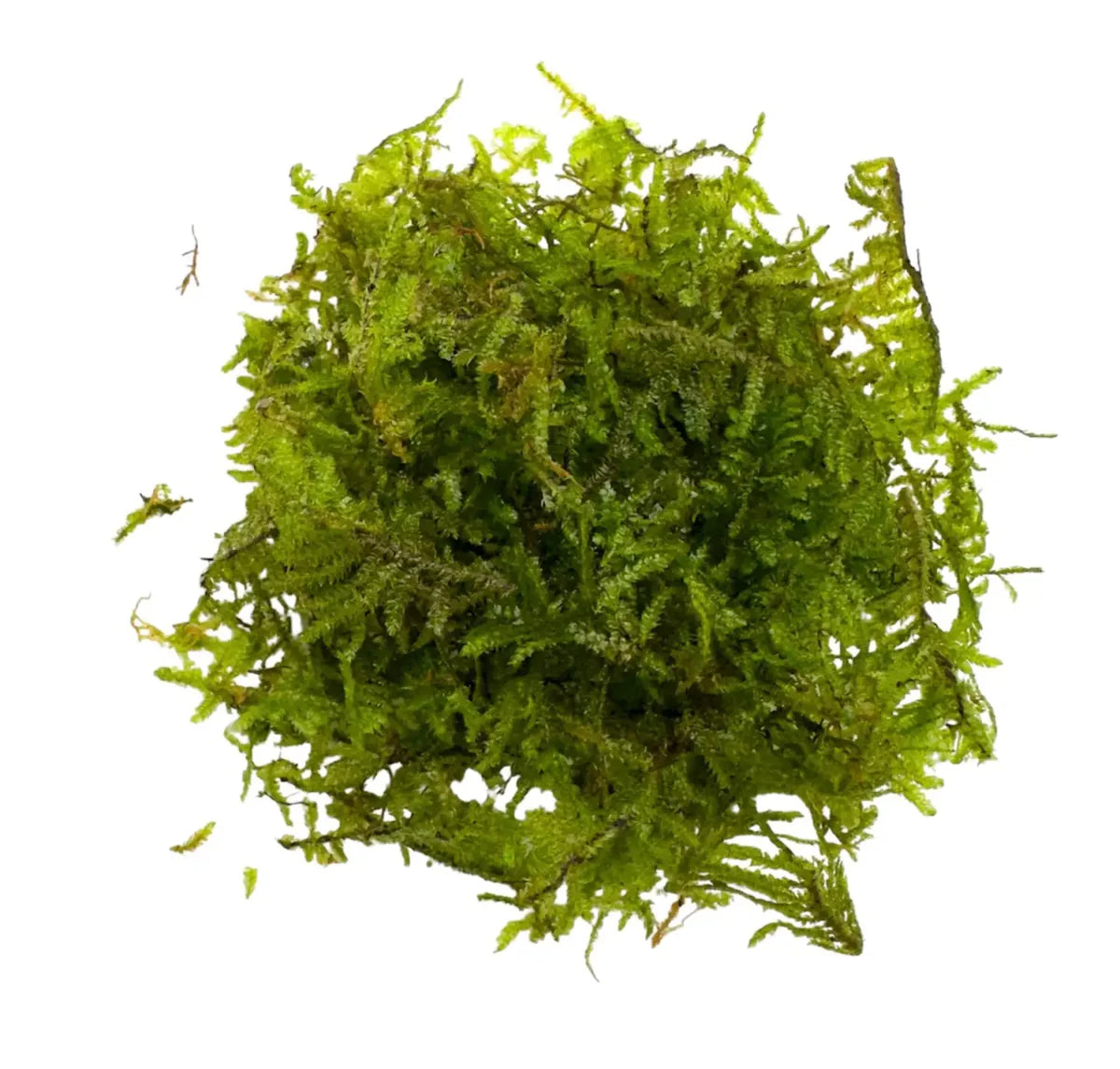 Christmas Moss (Visicularia montagnei)