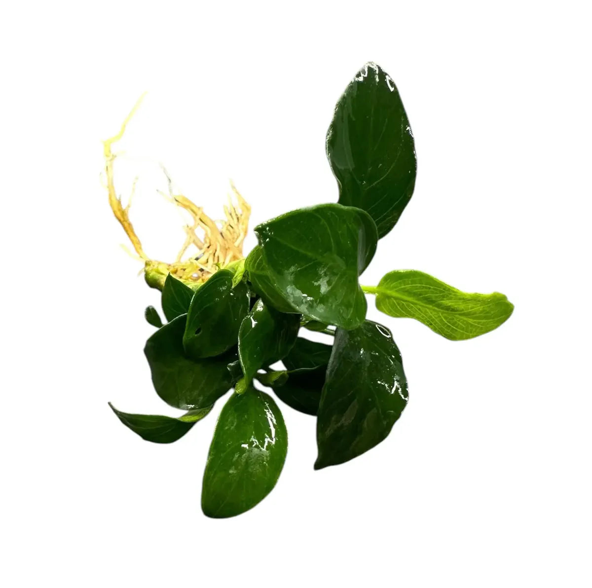Anubias Nana Petite
