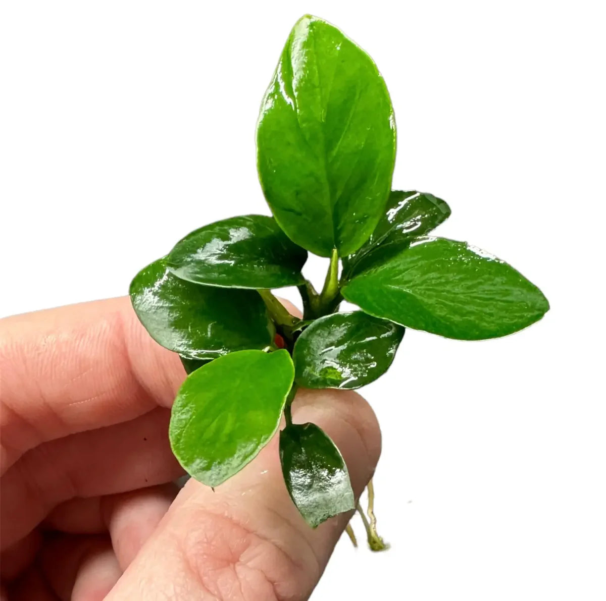 Anubias Nana Petite