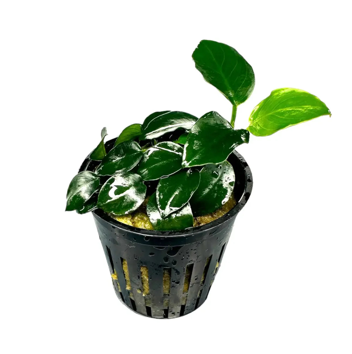 Anubias Nana Petite
