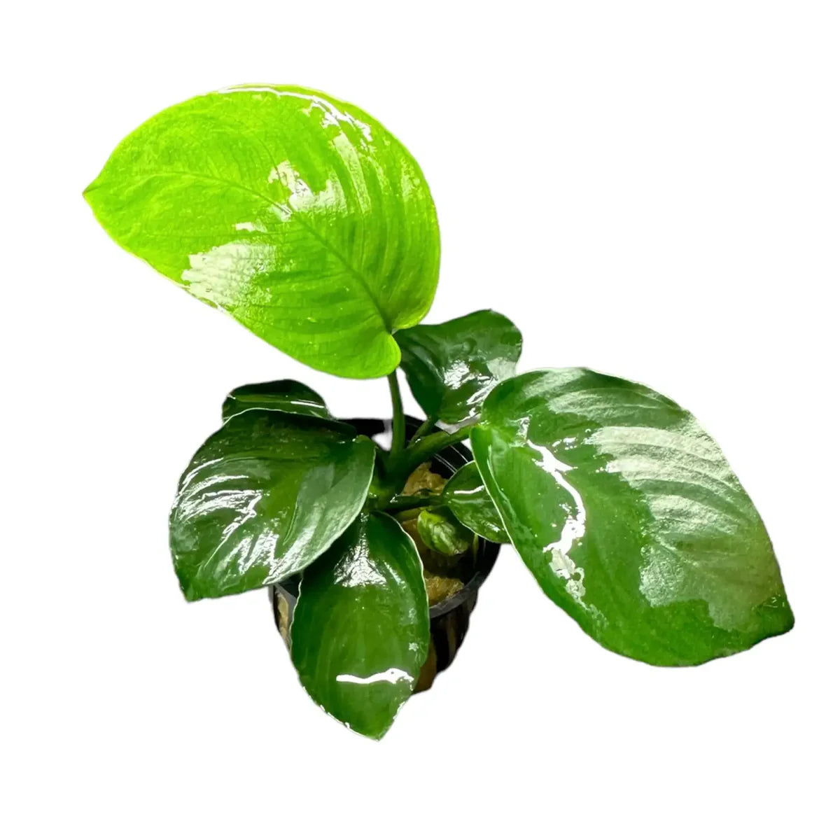 Anubias Barteri