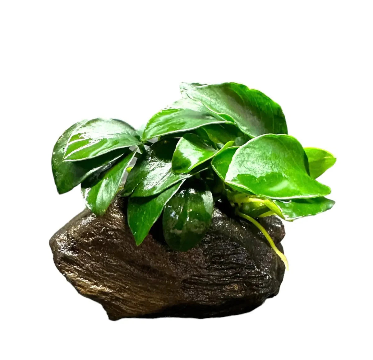 Anubias Nana Petite on Driftwood