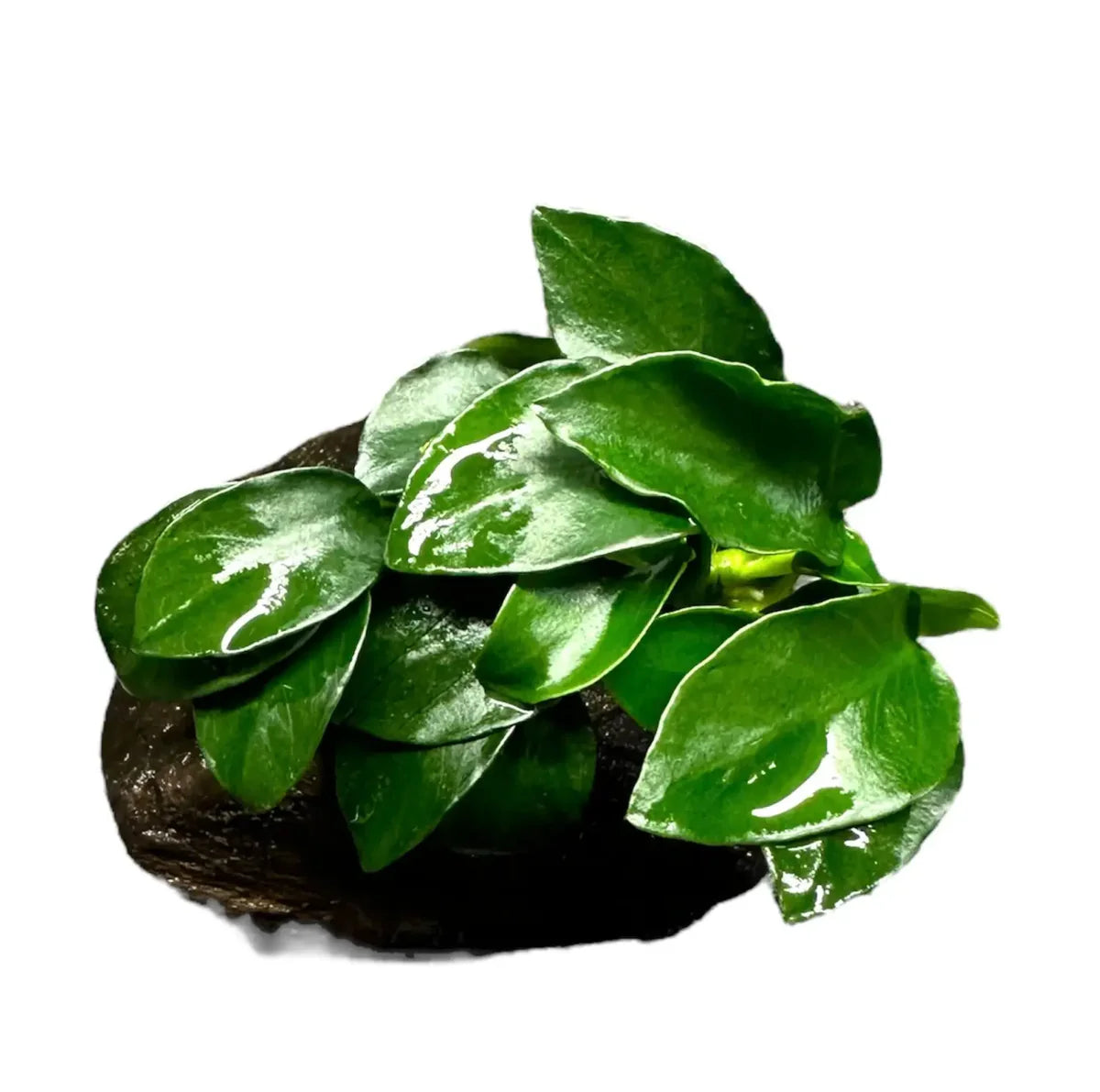 Anubias Nana Petite on Driftwood