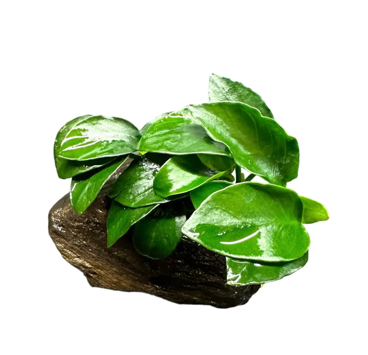 Anubias Nana Petite on Driftwood
