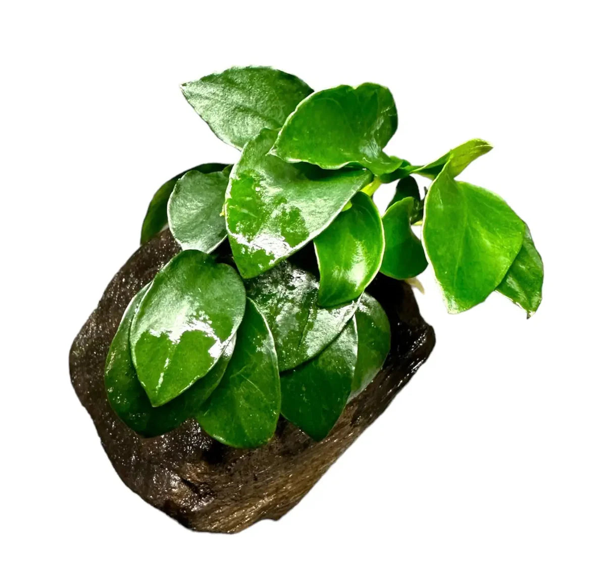 Anubias Nana Petite on Driftwood