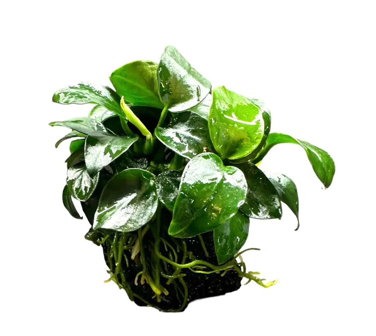 Anubias Nana Petite on Rock