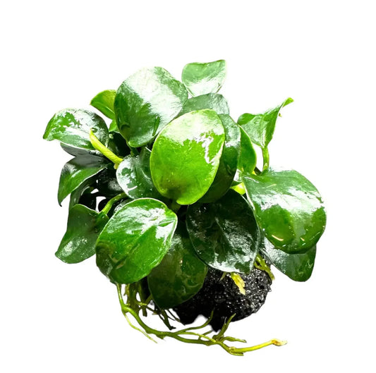 Anubias Nana Petite on Rock