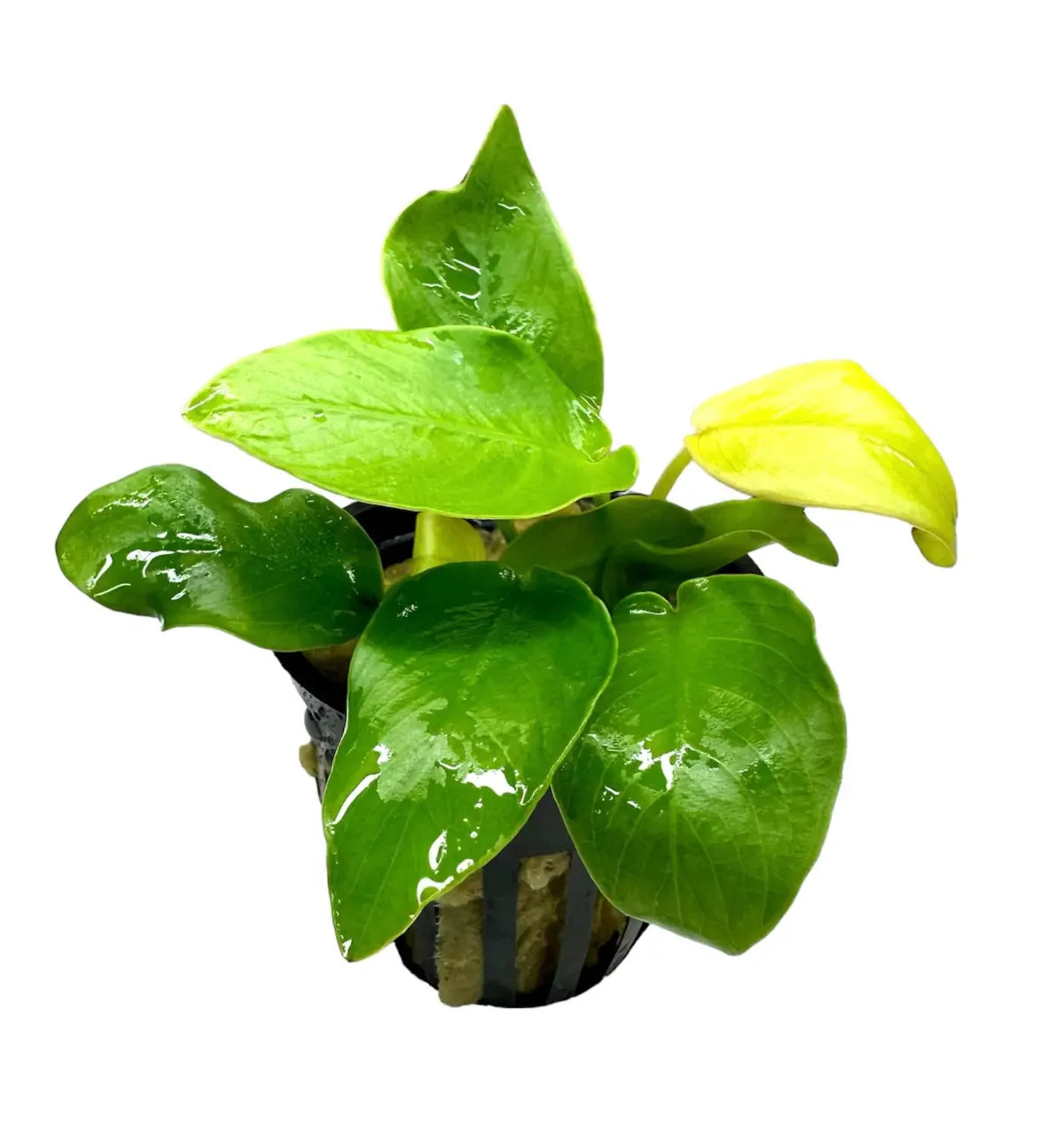 Anubias Nana Golden Coin