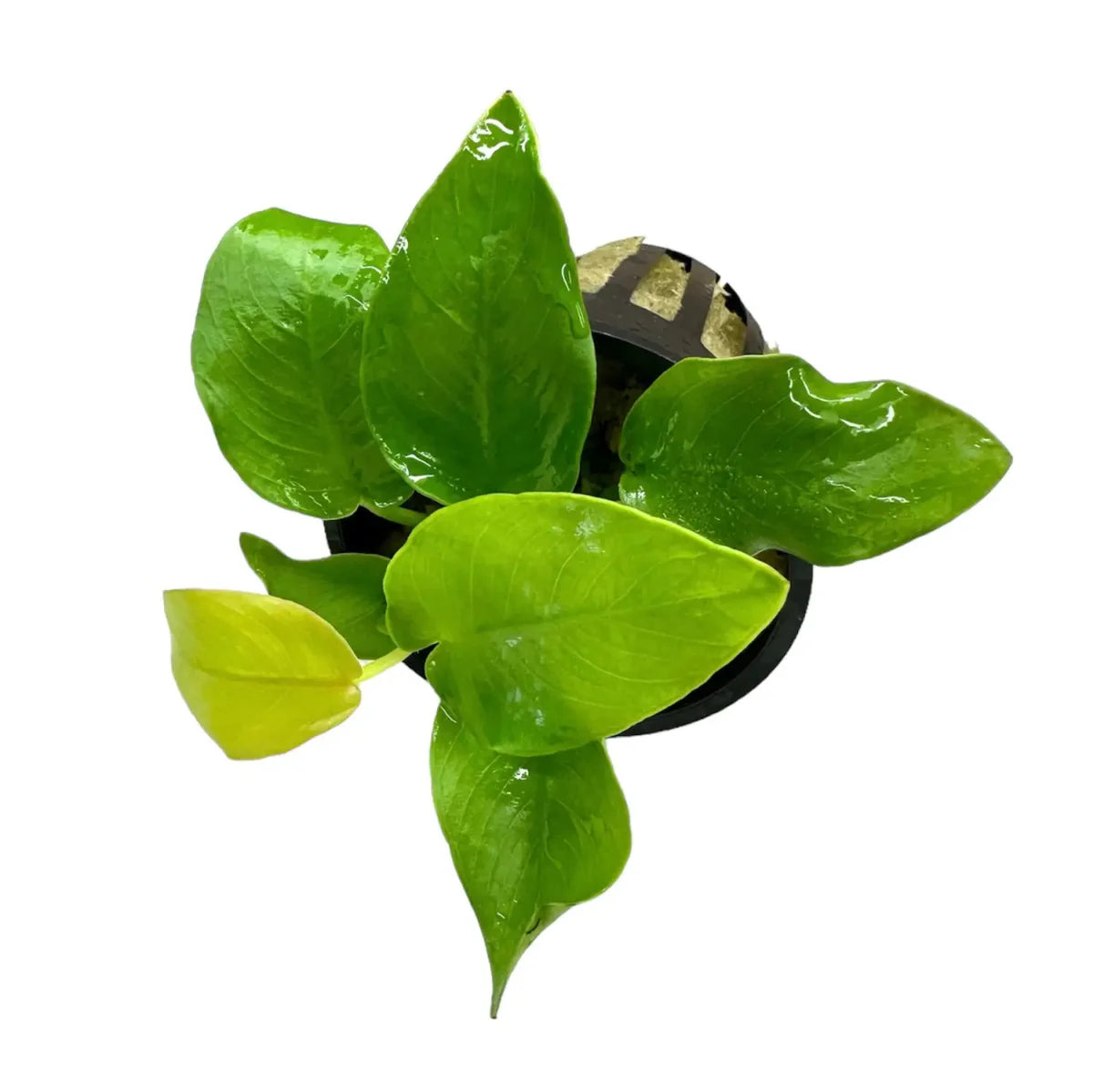 Anubias Nana Golden Coin