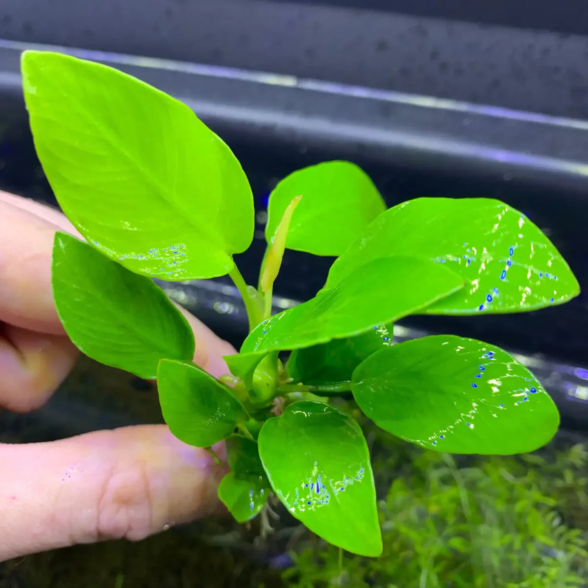 Anubias Nana Golden Coin
