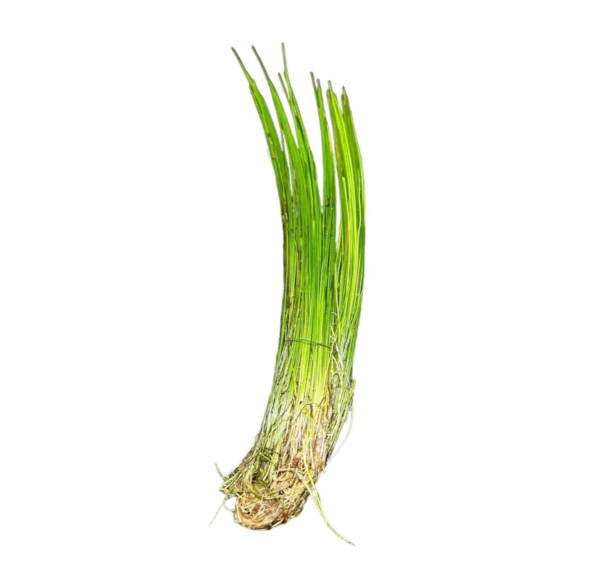 Dwarf Hairgrass (Eleocharis parvula)