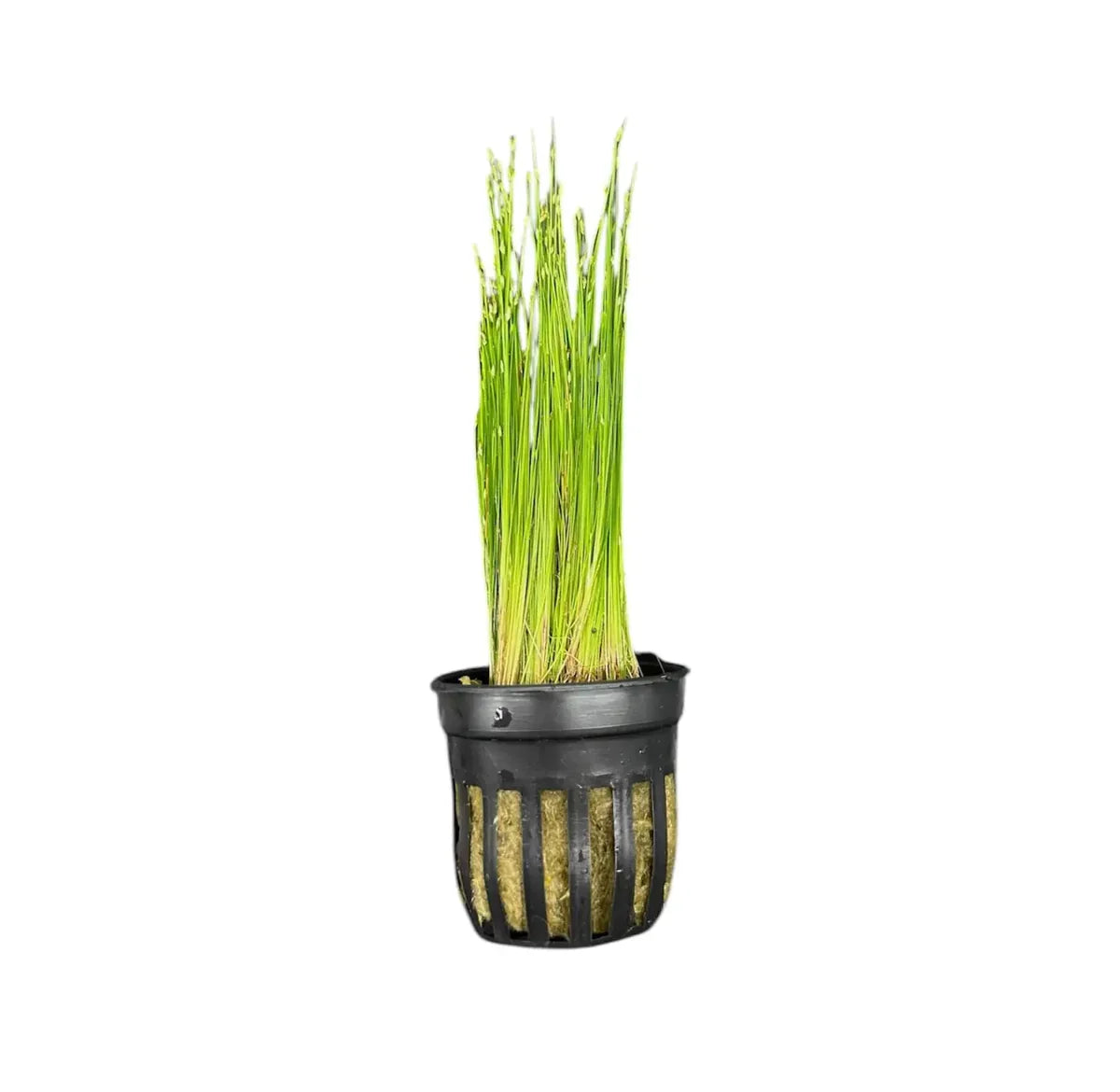 Dwarf Hairgrass (Eleocharis parvula)