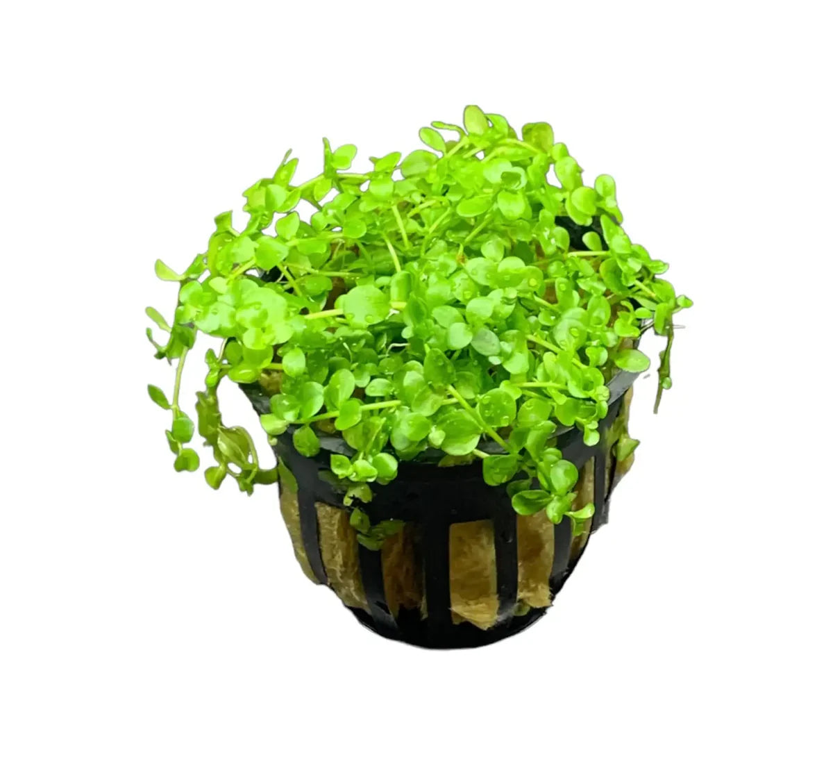 Monte Carlo (Micranthemum tweediei)