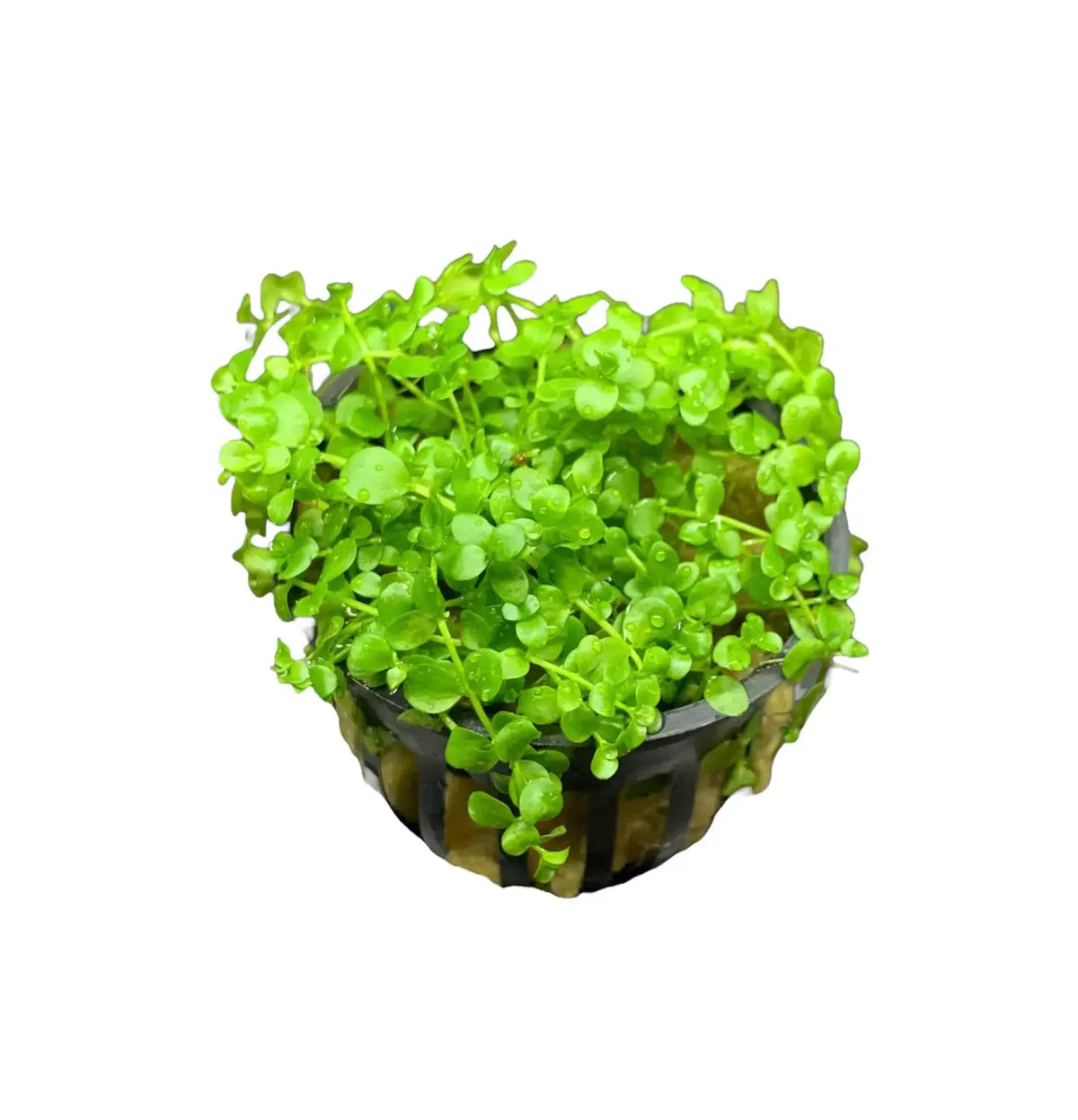 Monte Carlo (Micranthemum tweediei)