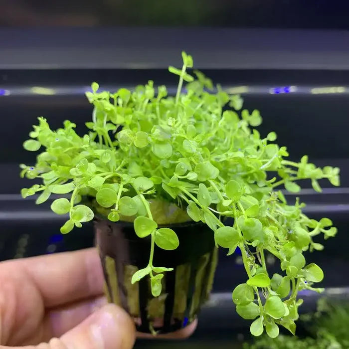 Monte Carlo (Micranthemum tweediei)