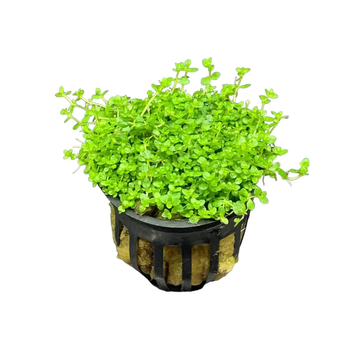 Dwarf Baby Tears (Micranthemum callitrichoides)