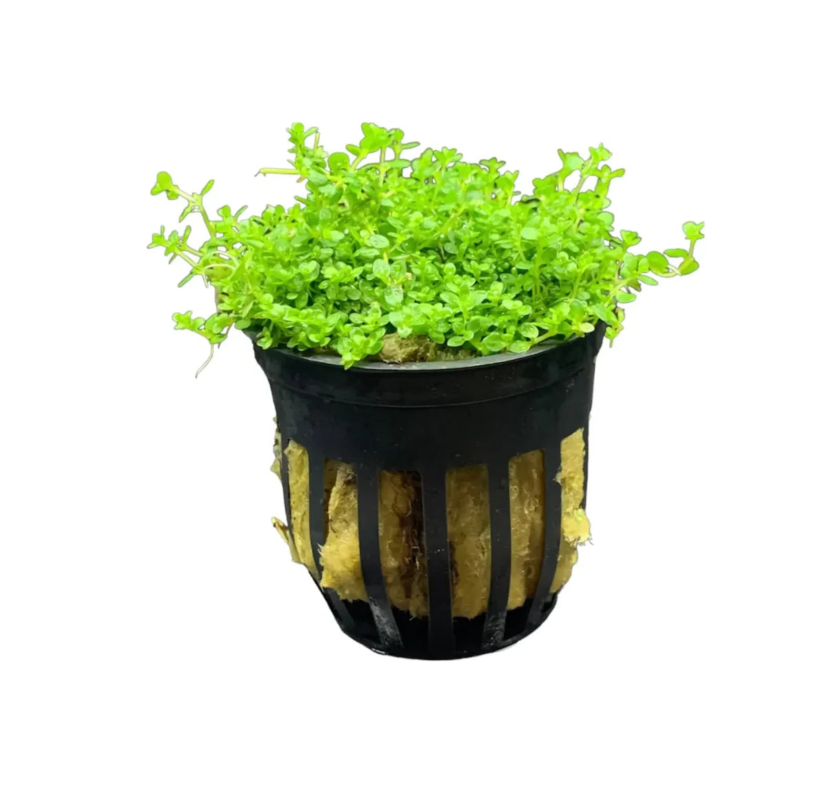 Dwarf Baby Tears (Micranthemum callitrichoides)