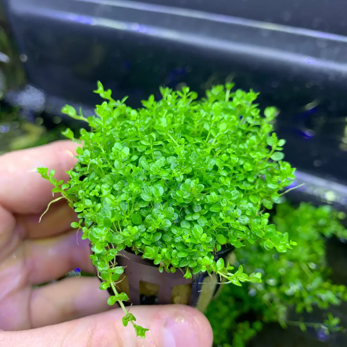 Dwarf Baby Tears (Micranthemum callitrichoides)