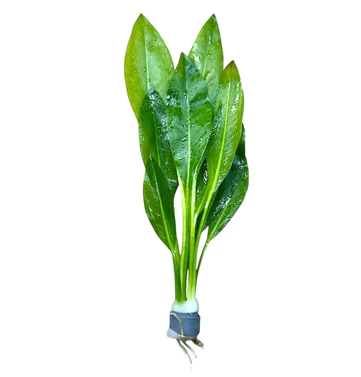 Amazon Sword (Echinodorus bleheri)
