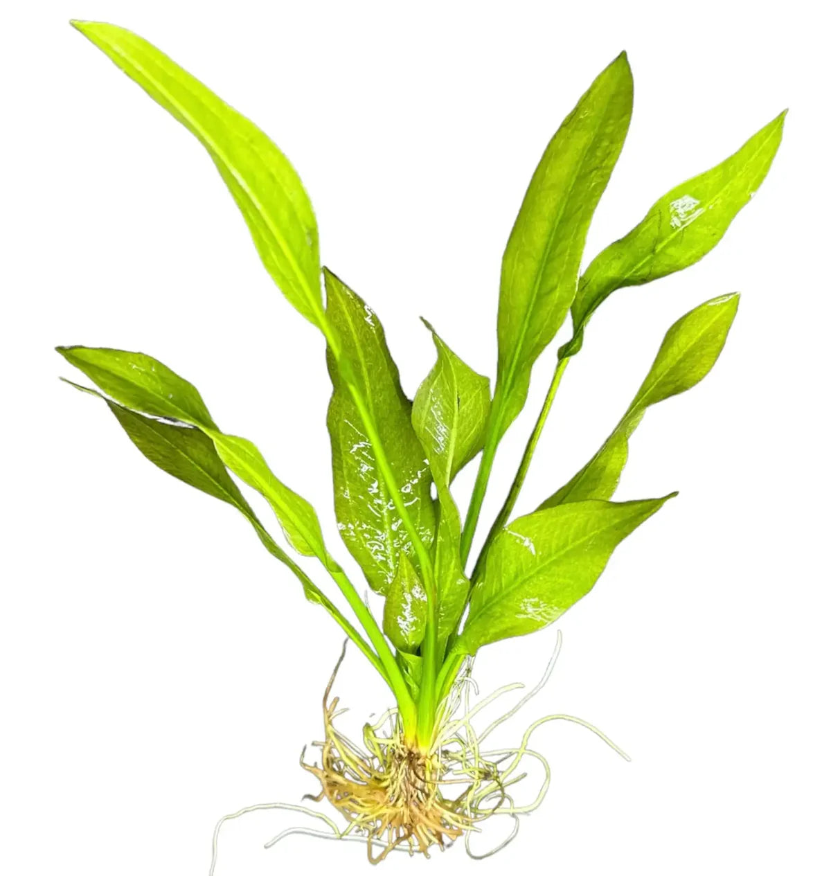 Amazon Sword (Echinodorus bleheri)
