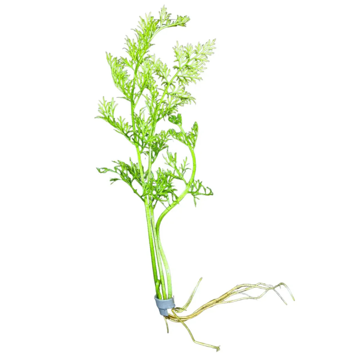Water Sprite (Ceratopteris thalictroides)