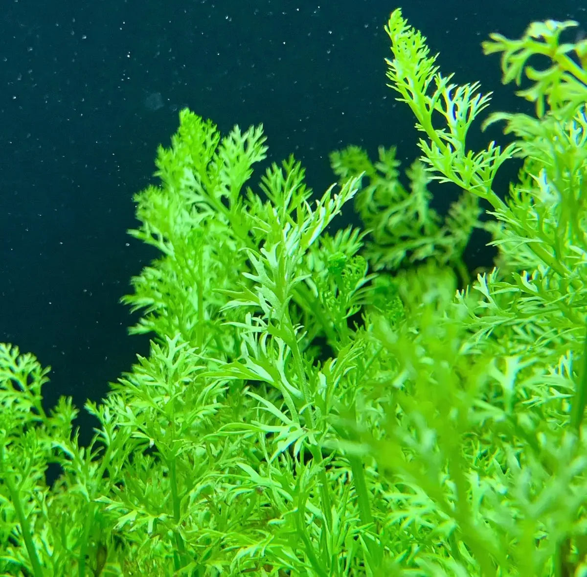 Water Sprite (Ceratopteris thalictroides)