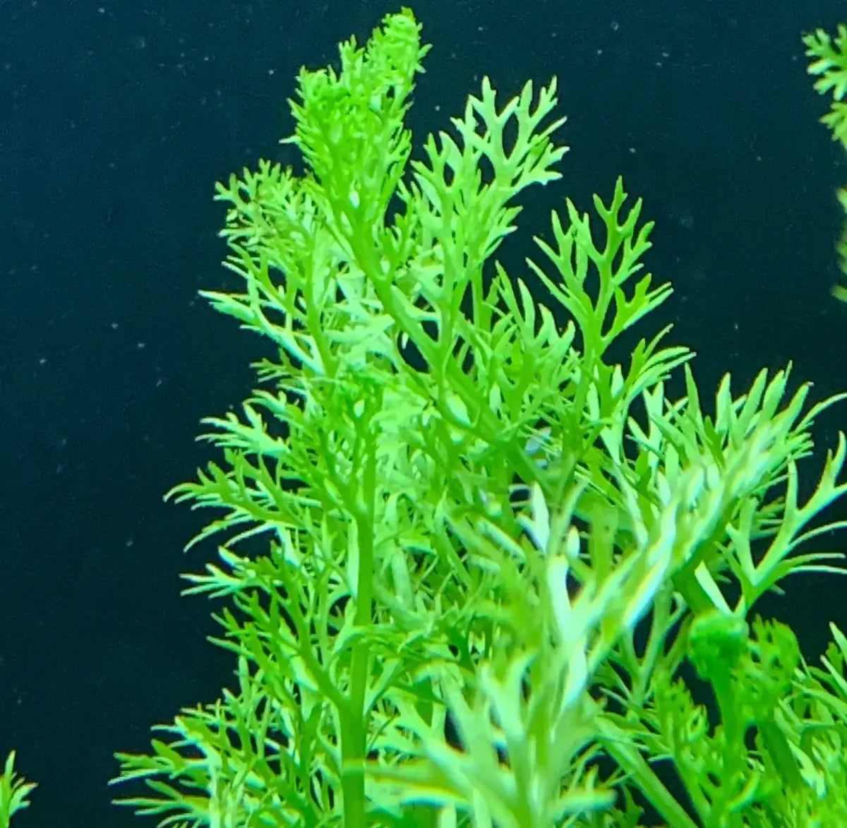 Water Sprite (Ceratopteris thalictroides)