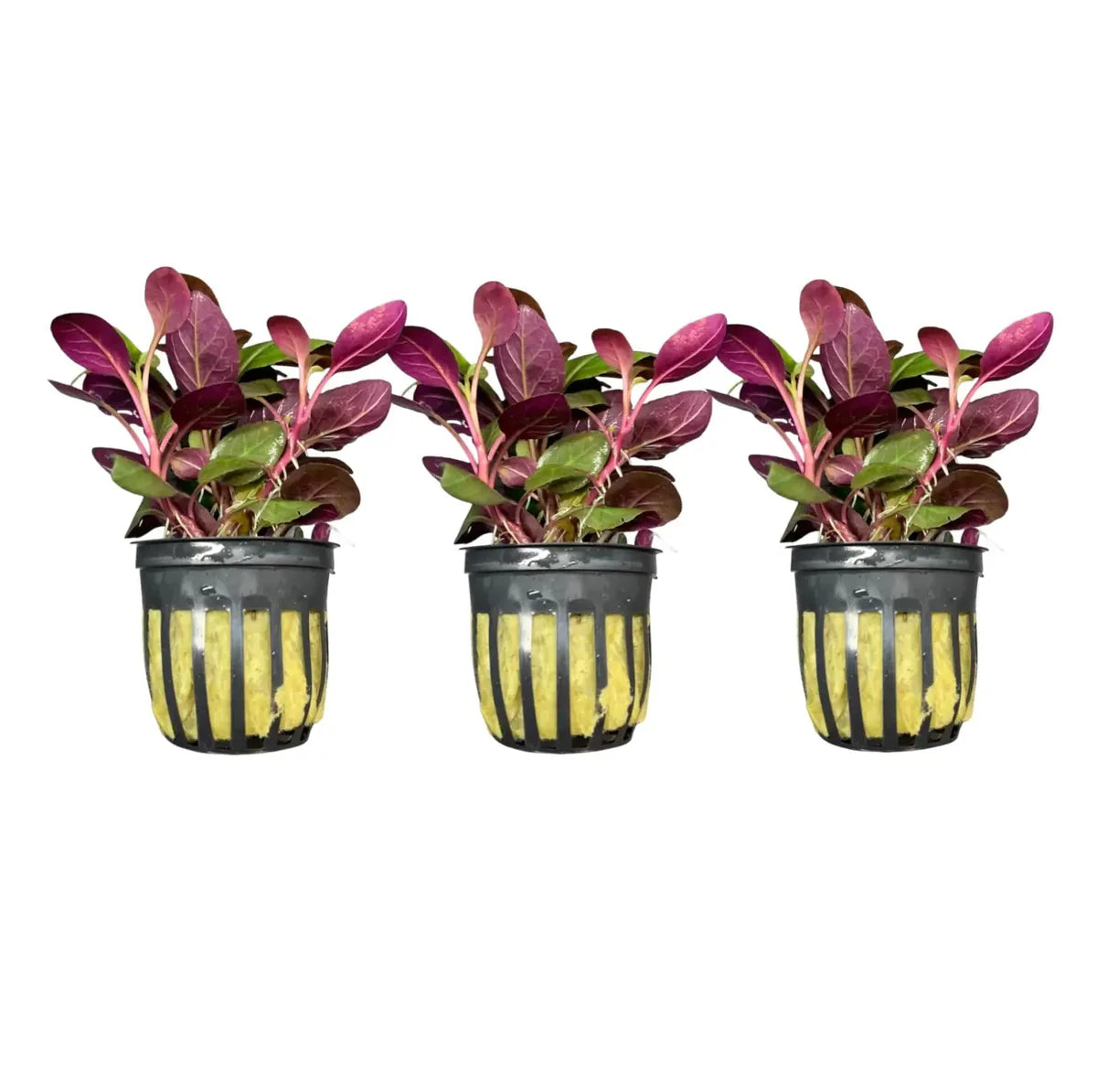 Lobelia Cardinalis